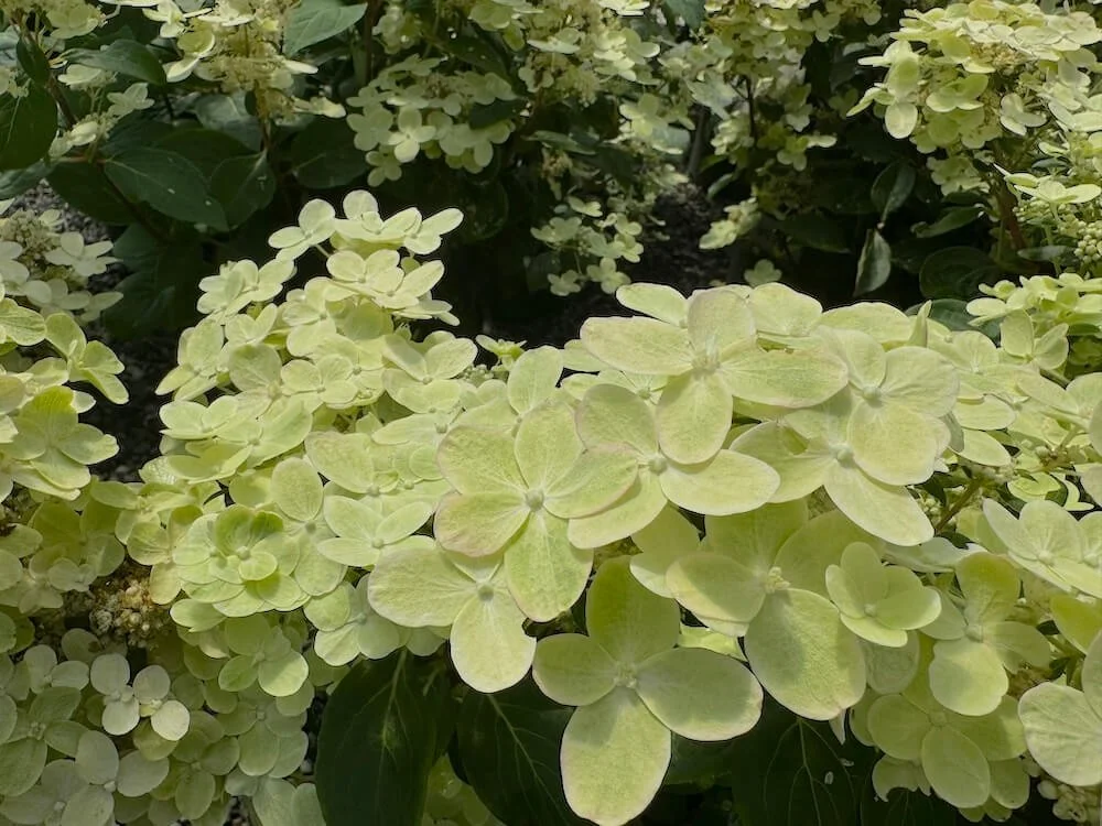 Hydrangea paniculata 'AJ14'