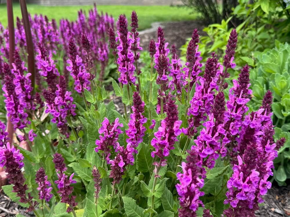 Low Maintenance Perennials