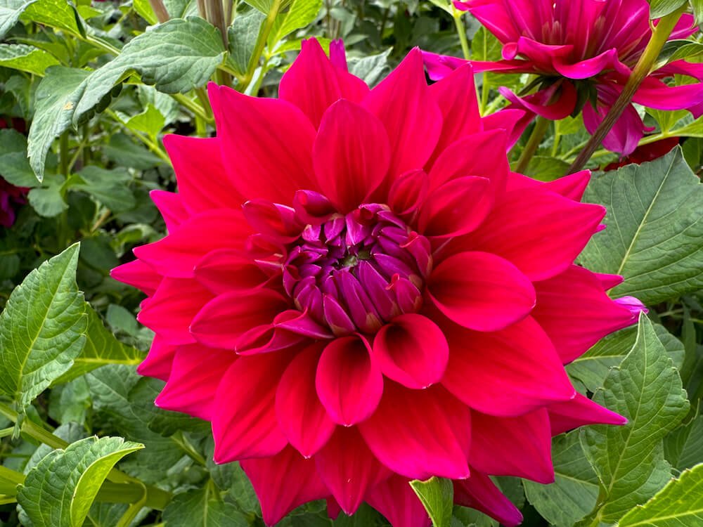 Dahlia 'Chloe Janae'
