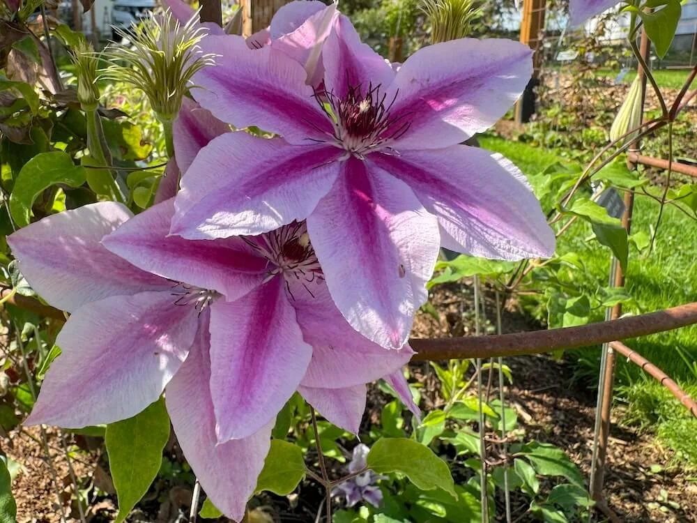 Clematis Yuan 'Evipo082'