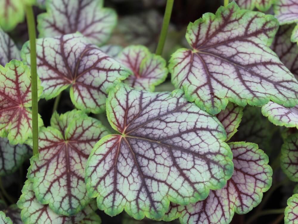 Heuchera 'Green Spice'