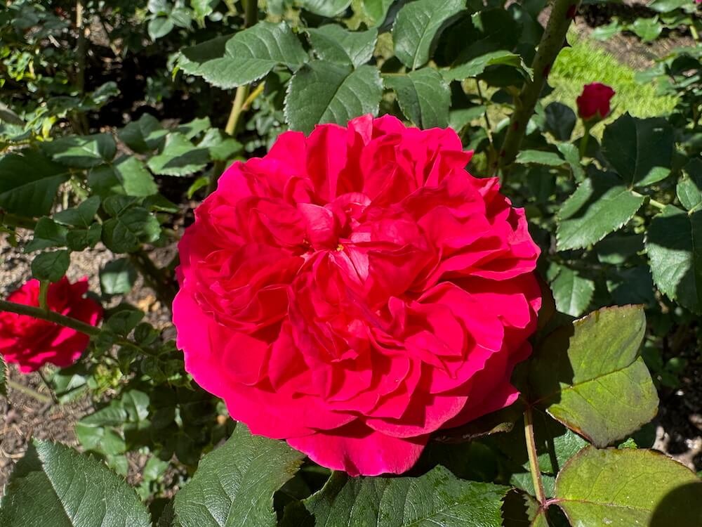Rosa 'Gabriel Oak'