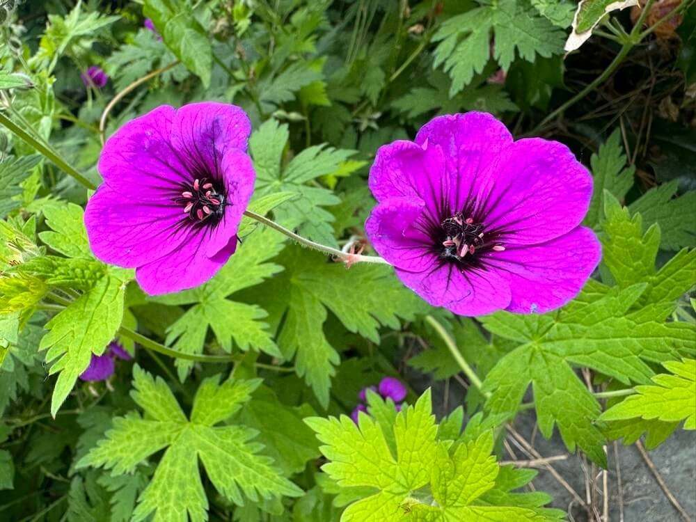 Geranium 'Ann Folkard'