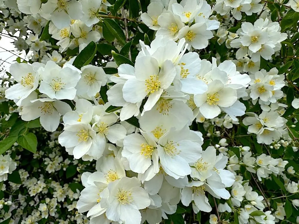 MOCK ORANGE (Philadelphus)