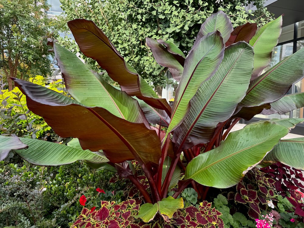 Ensete ventricosum 'Maureli'