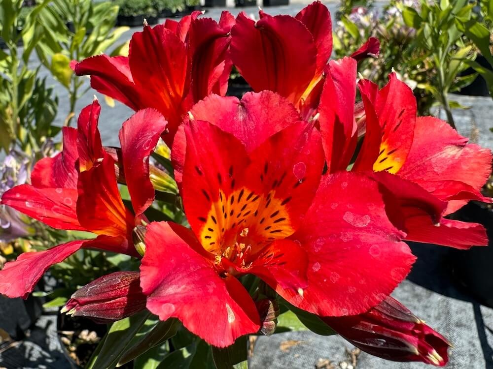Alstroemeria 'Summer Heat'