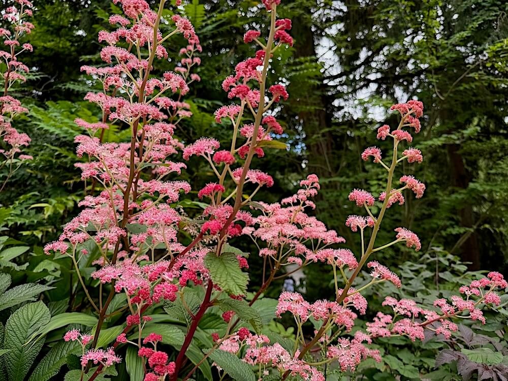 Rodgersia pinnata 'Bronze Peacock'