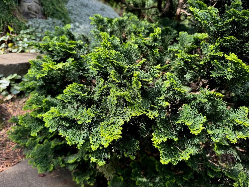 Chamaecyparis obtusa 'Paul's Select'
