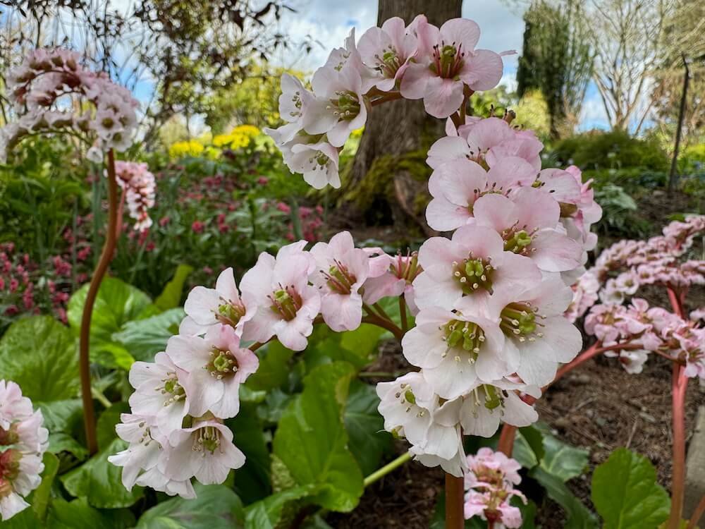 Bergenia 'Silberlicht'