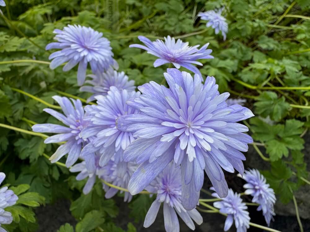 Anemone apennina 'Plena'