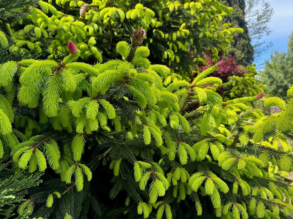 Picea abies 'Acro-Yellow'