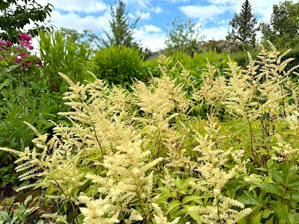 Astilbe japonica 'Washington'