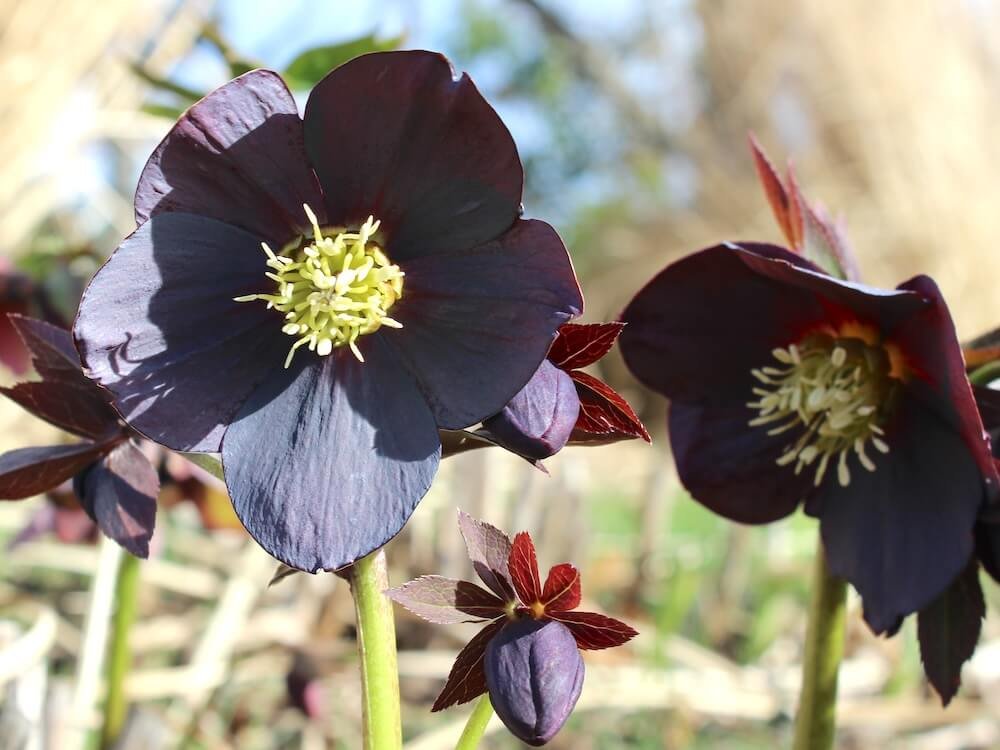 Helleborus × hybridus 'New York Night'