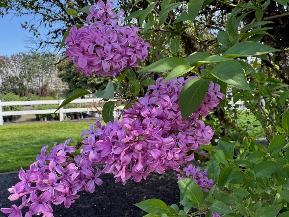 Syringa x chinensis 'Saugeana'