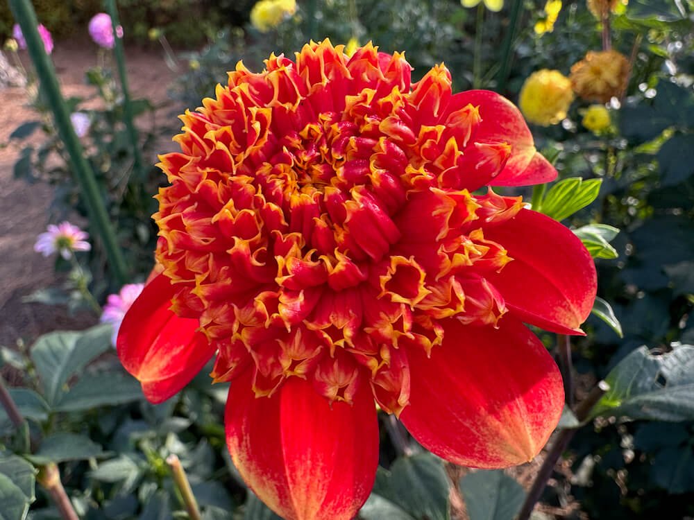 Dahlia 'Lake Hills Sunset'