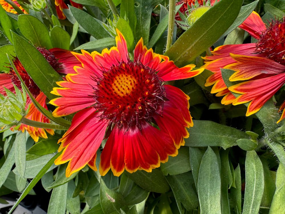 Gaillardia aristata SpinTop 'Orange Halo'