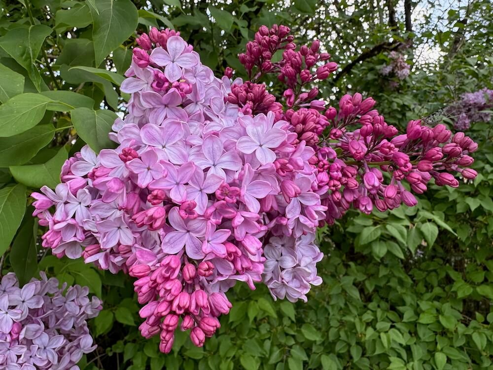 Syringa vulgaris 'Pink Elizabeth'