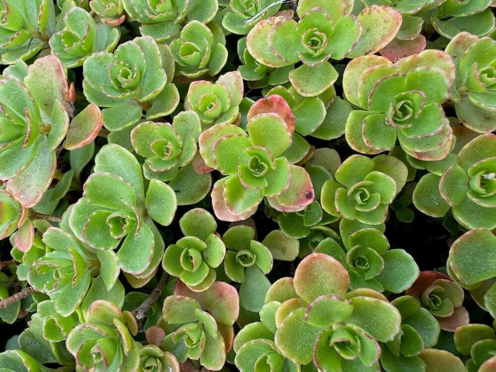Sedum spurium