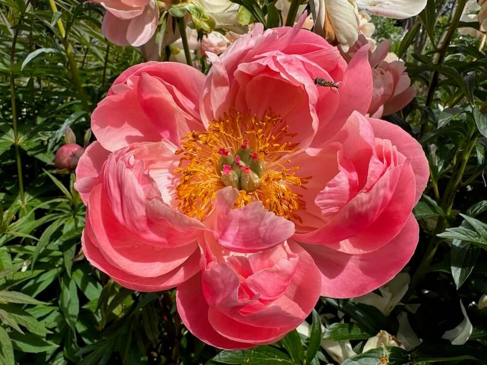 Paeonia lactiflora 'Coral Charm'