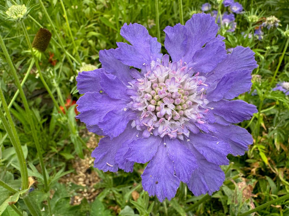 Scabiosa caucasica 'Perfection Blue'