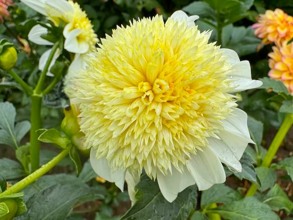 Dahlia 'Platinum Blonde'