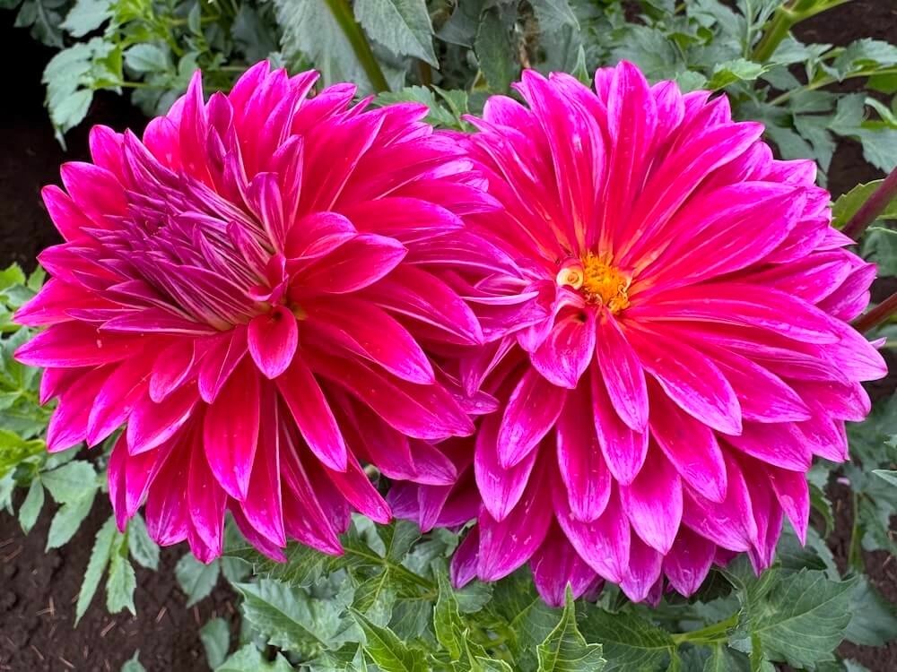 Dahlia 'Raspberry Punch'