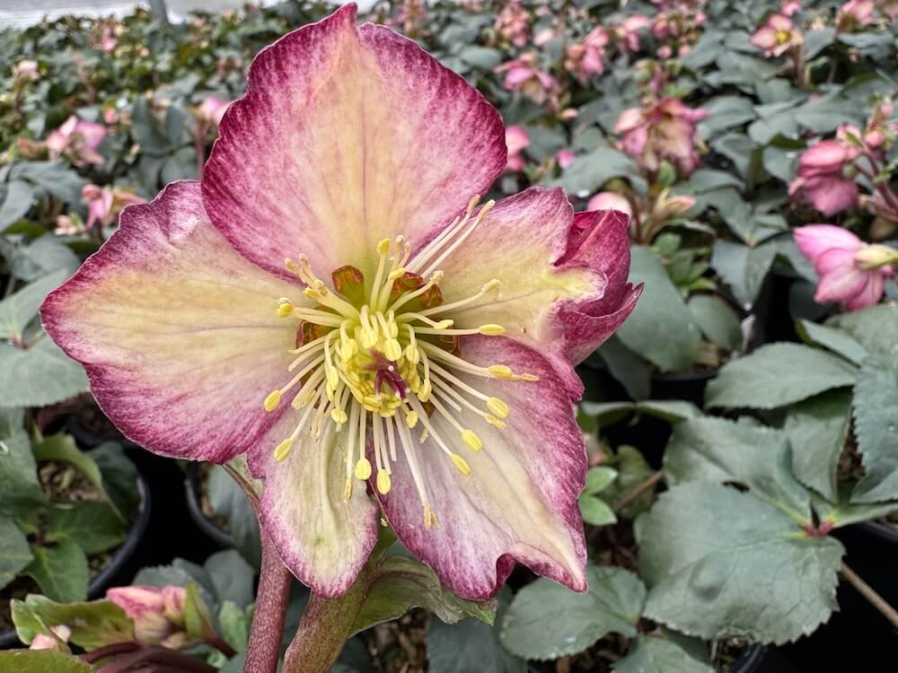 Helleborus x glandorfensis HGC 'Ice N' Roses Frosted Rose'