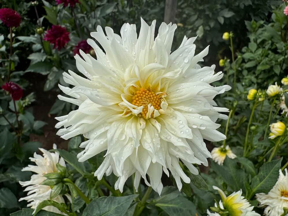 Dahlia 'Jack Frost'