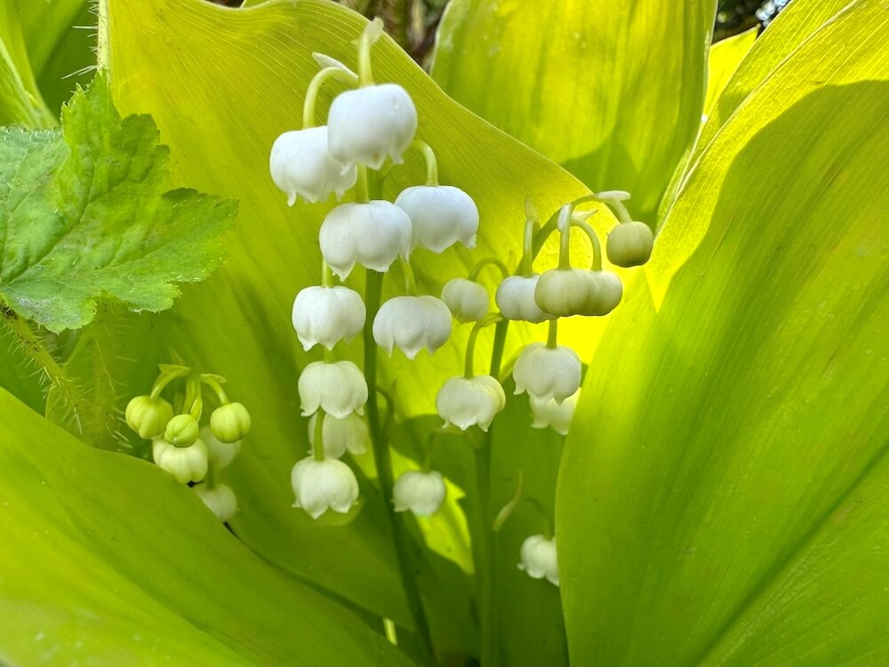 LILY-OF-THE-VALLEY (Convallaria)