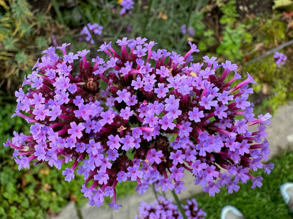 VERVAIN (Verbena)