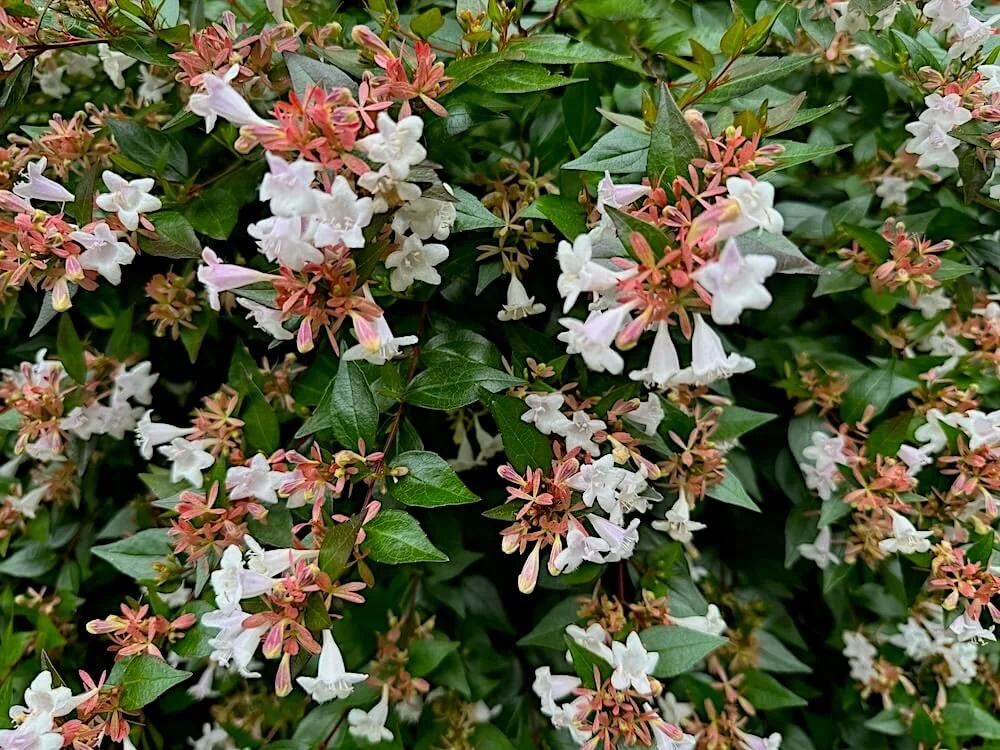 Abelia x grandiflora