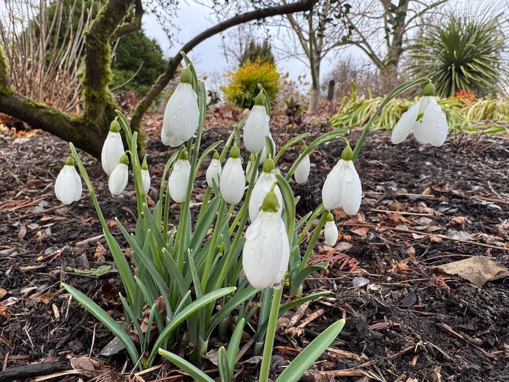 Galanthus nivalis 'Sam Arnott'