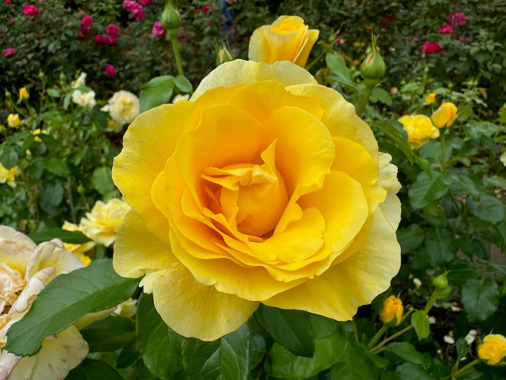 Rosa 'Happy Go Lucky'