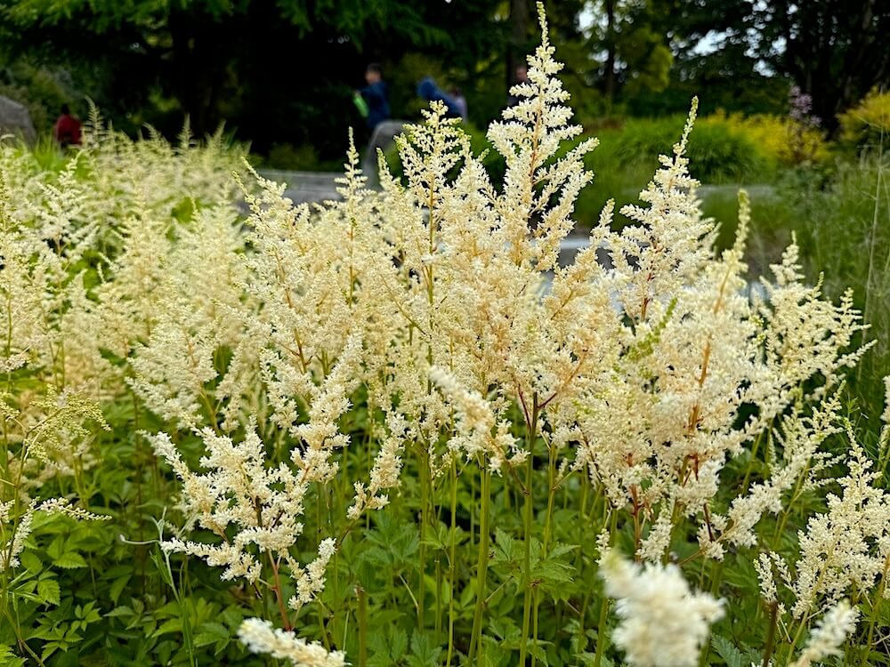 Astilbe x arendsii 'Brautschleier'
