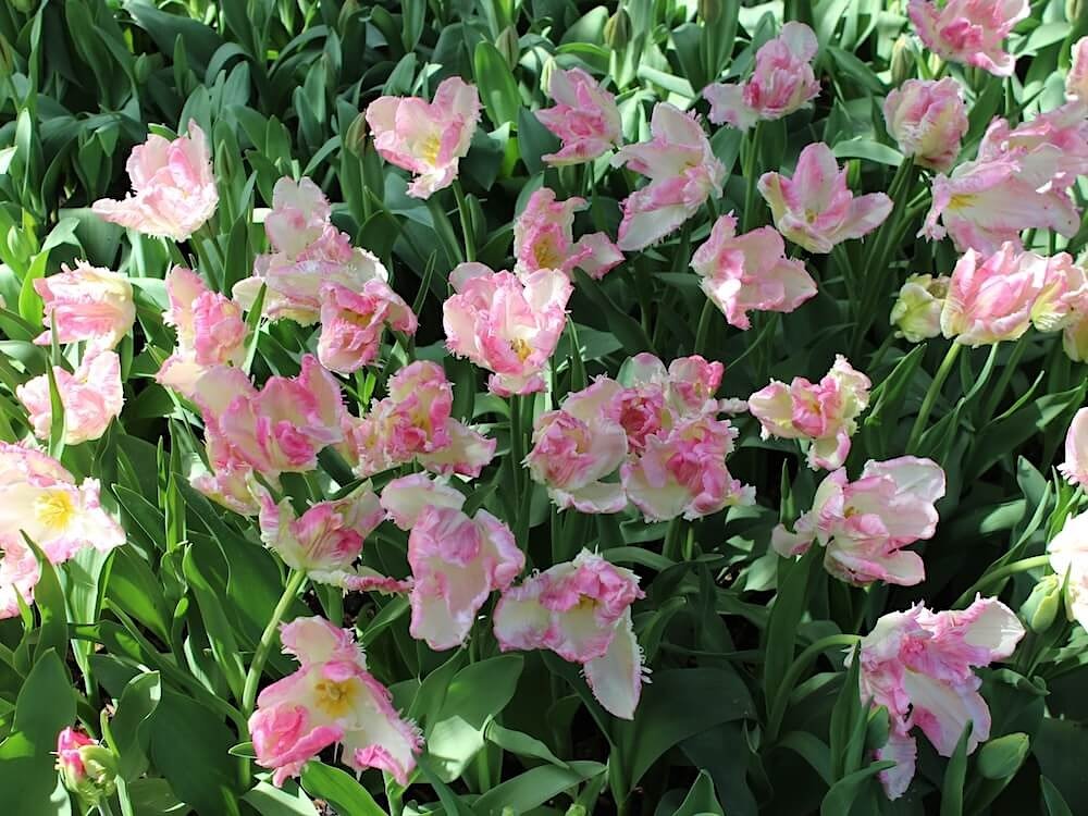 Tulipa 'Cabanna'
