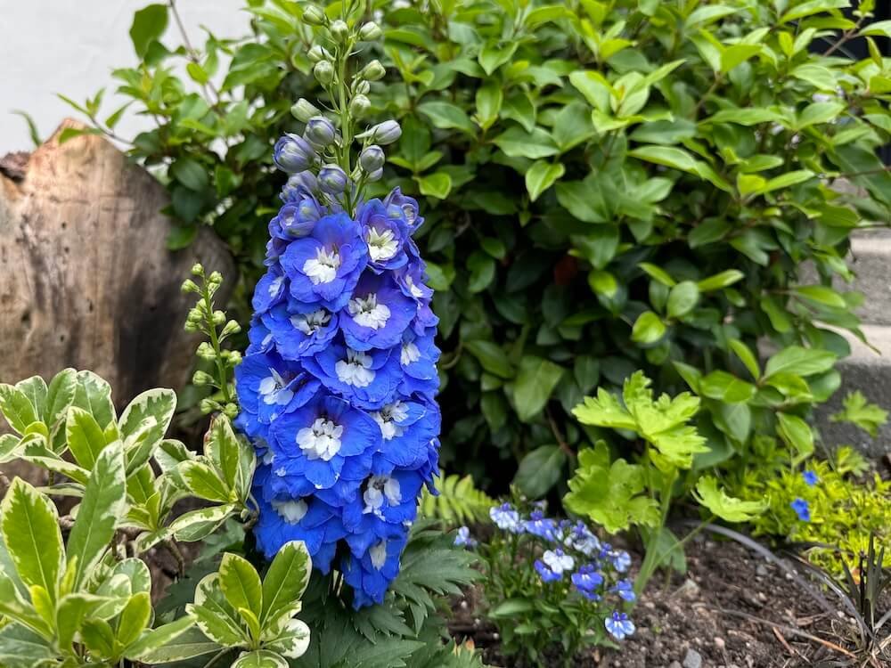 Delphinium elatum 'Aurora Blue'