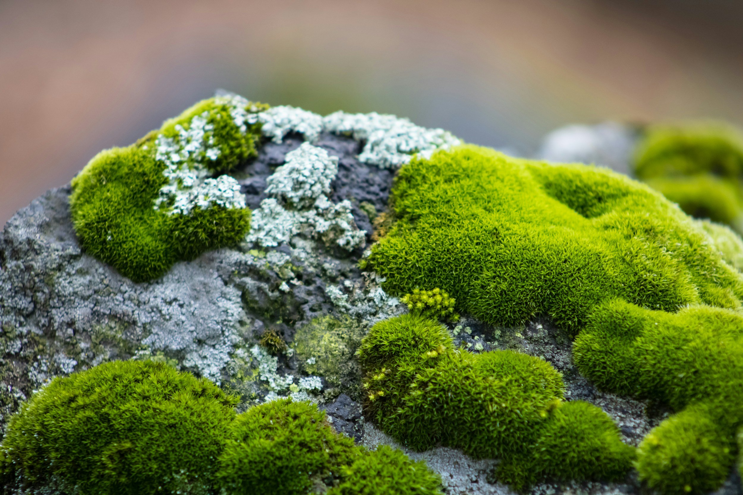 CREATE HABITAT DIVERSITY