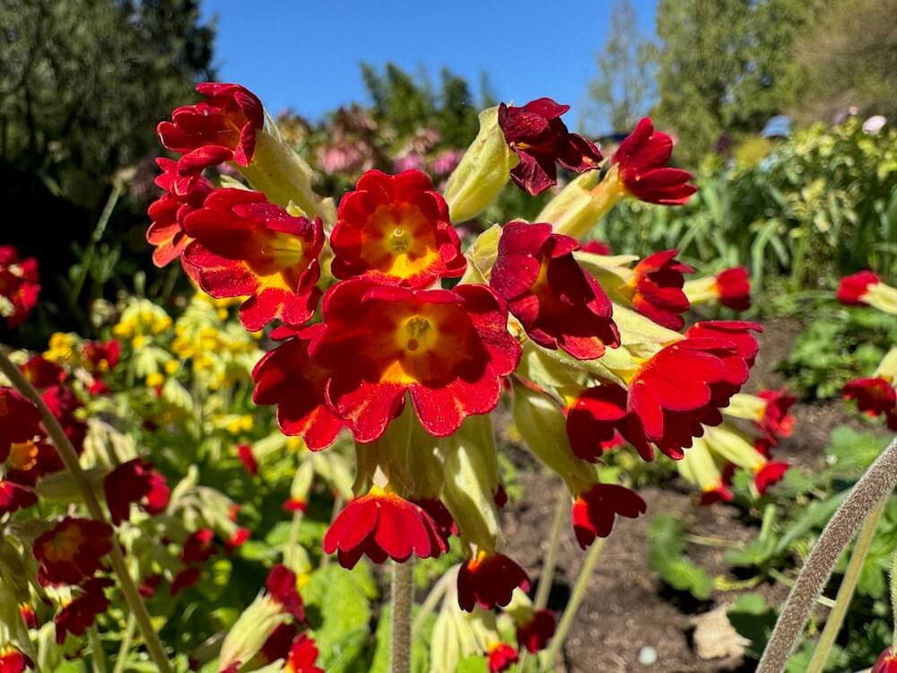 Primula veris 'Sunset Shades'