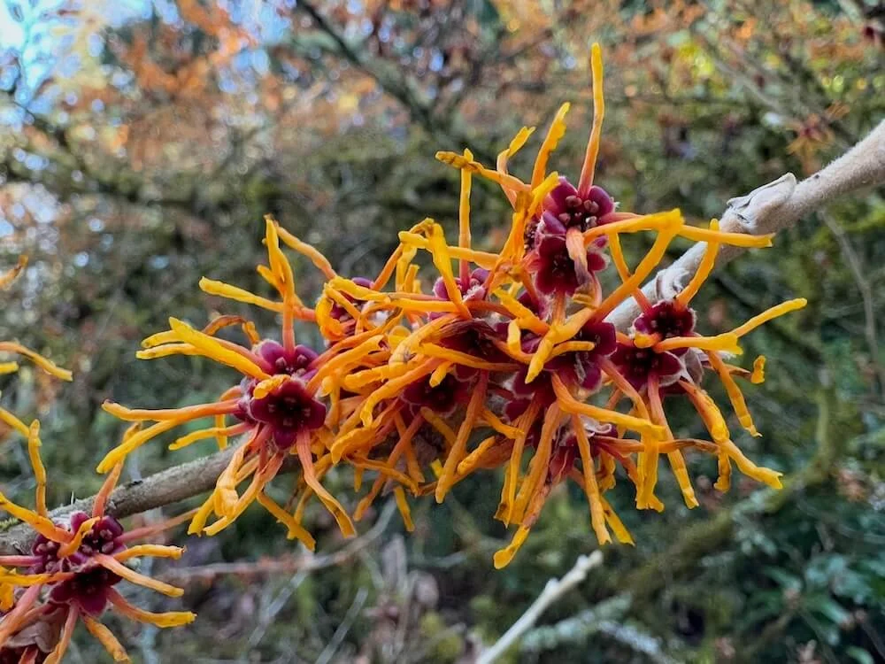 Hamamelis x intermedia 'Winter Beauty'