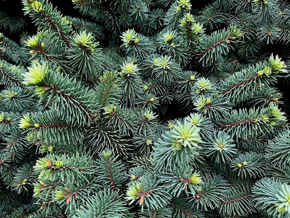 Picea pungens 'Mrs. Cesarini'