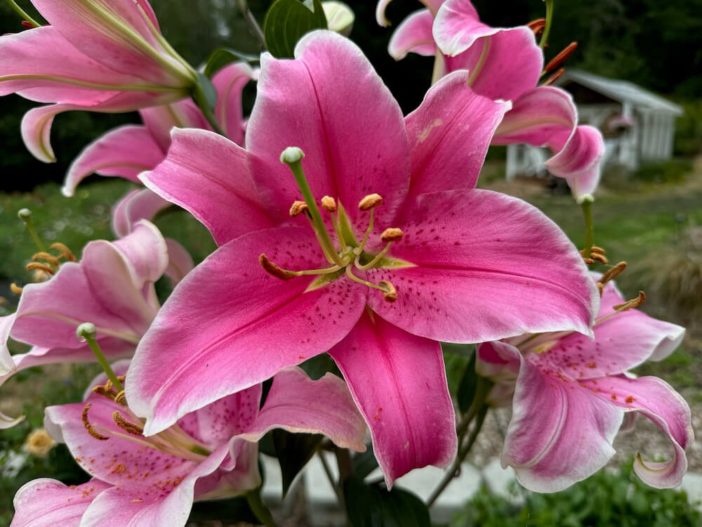 Lilium orientalis 'Sorbonne'