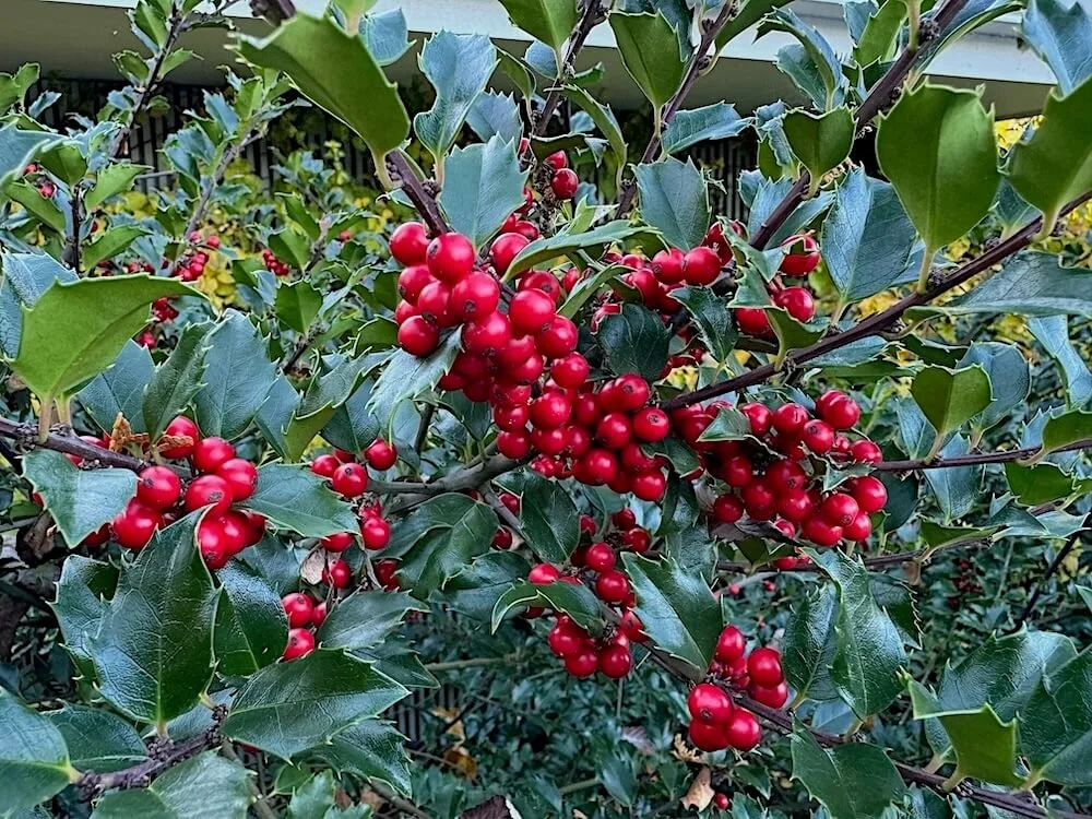 Ilex x meserveae 'Blue Princess'