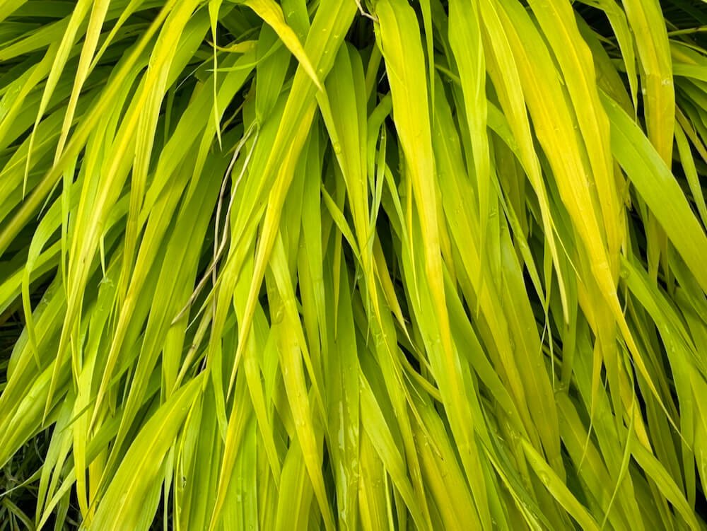 Hakonechloa macra 'All Gold'