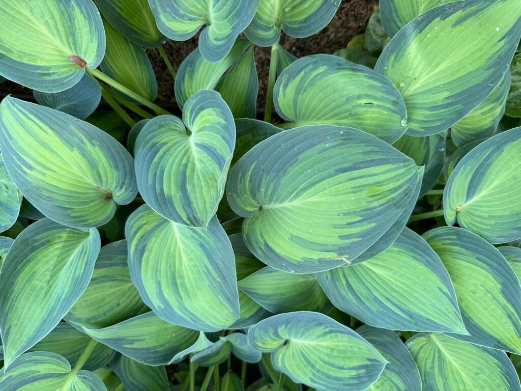 Hosta x ‘June’
