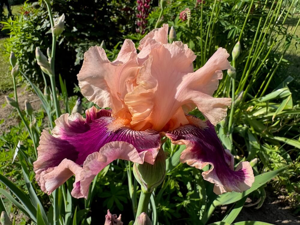 SCHREINER’S GARDENS