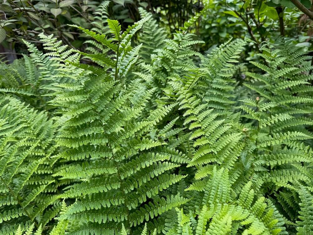 Dryopteris filix-mas