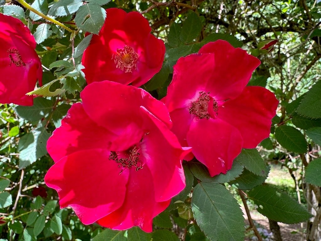 Rosa 'Eddie's Jewel'