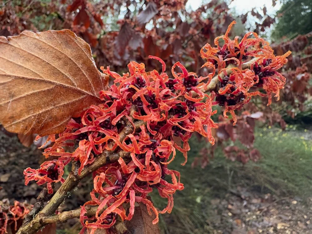 Hamamelis vernalis