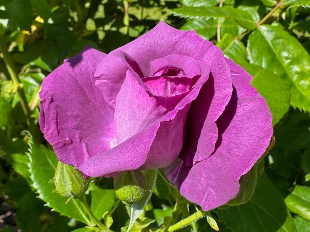 Rosa 'Rhapsody in Blue'