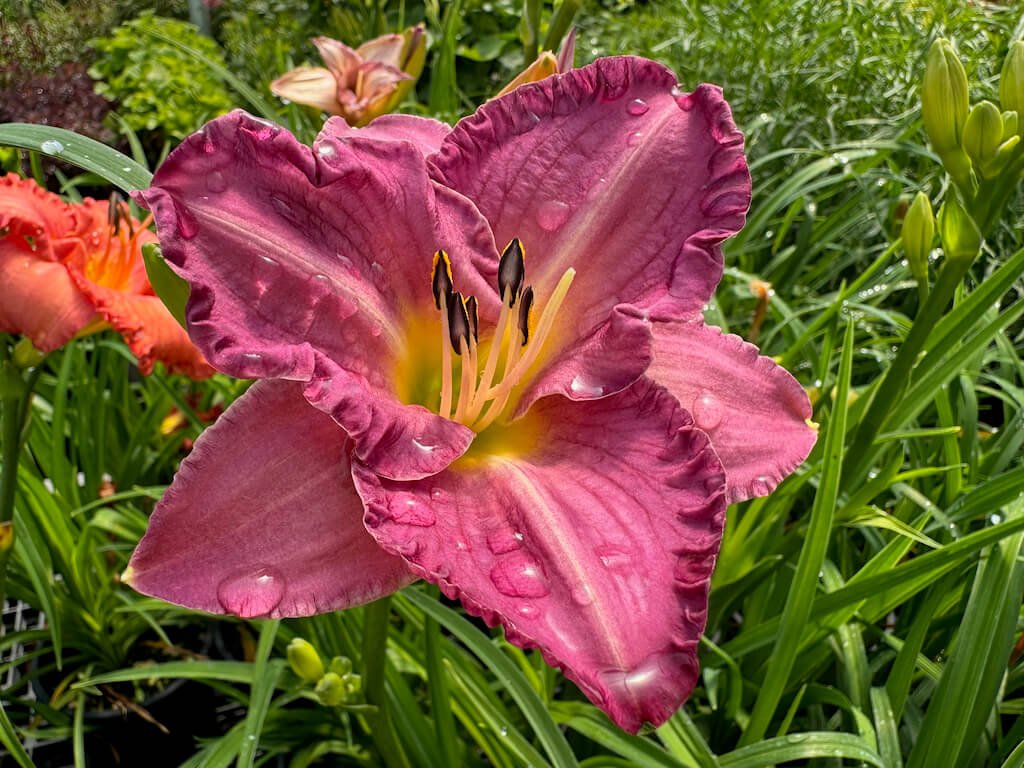 Hemerocallis 'Entrapment'